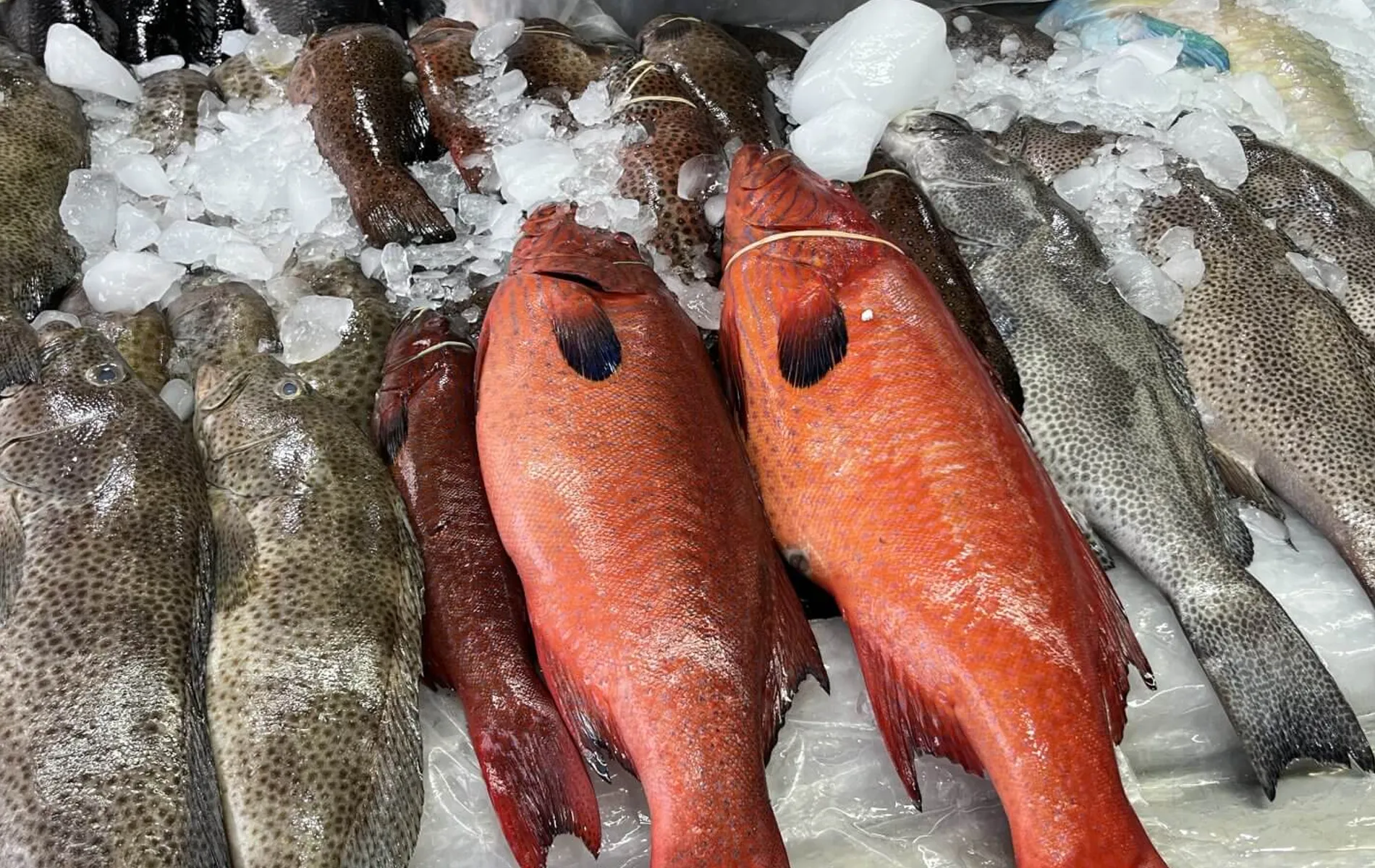 Jeddah seafood market